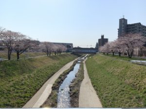 BiBi犬猫病院　さくら