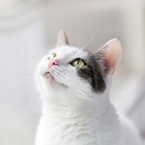 診療しています